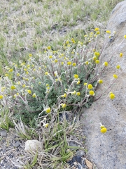 Artemisia potentilloides