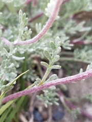 Artemisia potentilloides