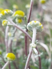Artemisia potentilloides