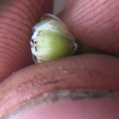 Allium haematochiton