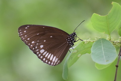 Euploea klugii