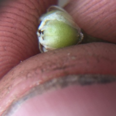 Allium haematochiton