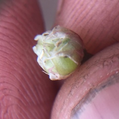 Allium haematochiton