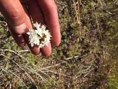 Allium haematochiton