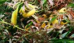 Botrylloides perspicuus