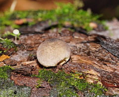 Lycoperdon subincarnatum