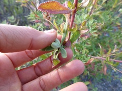 Salvia munzii