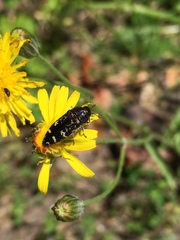 Acmaeodera connexa
