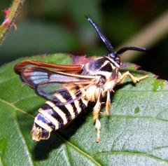 Pennisetia marginatum