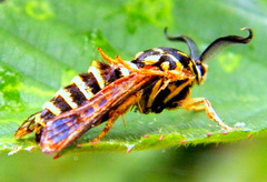 Pennisetia marginatum