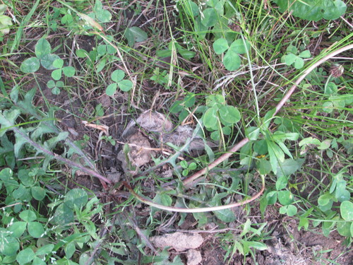 Coyote photographed in Delaware