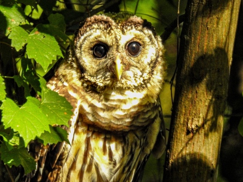 Barred Owl photographed in Mississippi