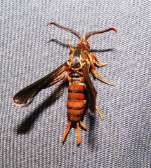 Vitacea polistiformis