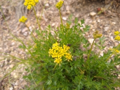 Cymopterus lemmonii