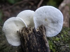 Clitocybe semiocculta