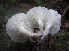 Clitocybe semiocculta