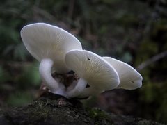 Clitocybe semiocculta