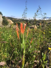 Castilleja minor stenantha