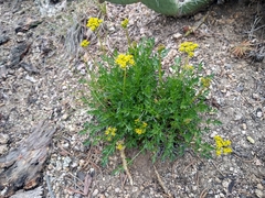 Cymopterus lemmonii