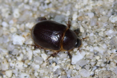 Oxygrylius ruginasus