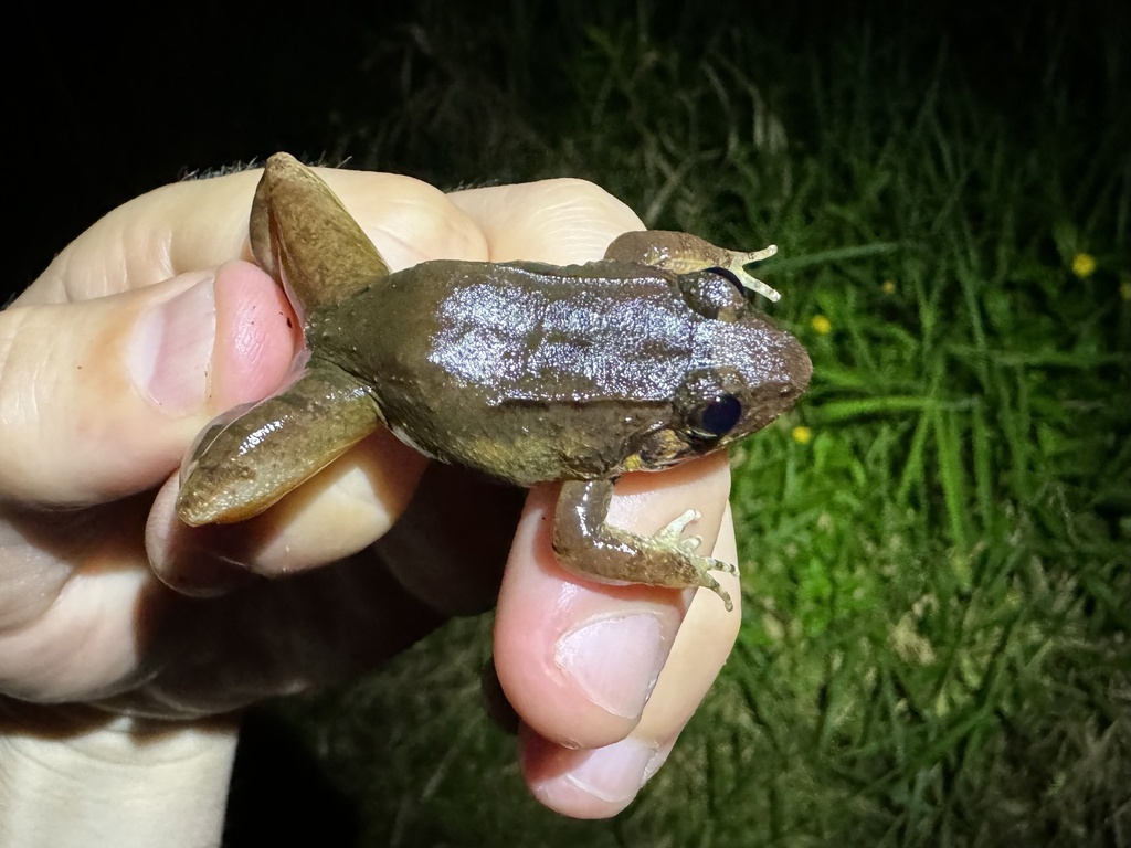 Tanahrata Wart Frog