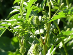 Glycyrrhiza