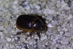 Oxygrylius ruginasus