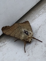 Charanyca trigrammica