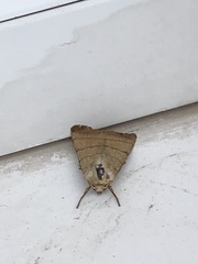 Charanyca trigrammica