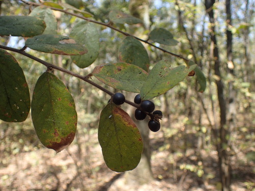 Velvet-Leaved Bridelia