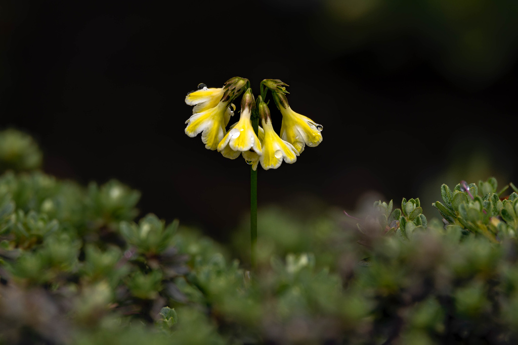 Primula biserrata