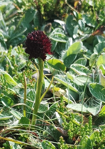 Gymnadenia austriaca (Gymnadenia austriaca)