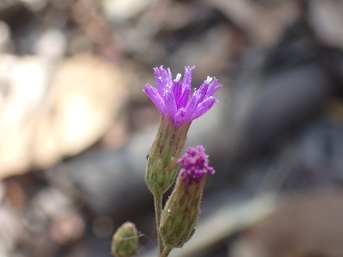 Pincushion Vernonia