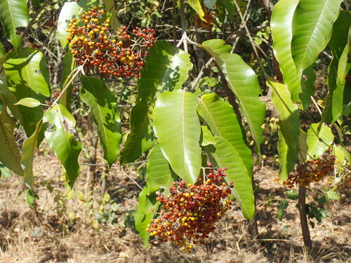 Mbura