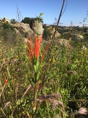 Castilleja minor stenantha
