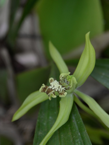 Coelogyne verrucosa