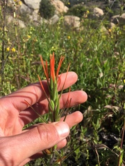 Castilleja minor stenantha