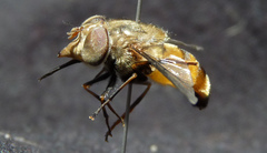 Copestylum haagii