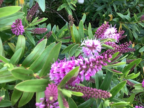 Veronica andersonii observed 2024-07-18