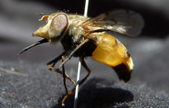 Copestylum haagii