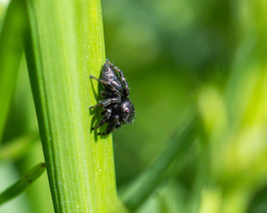Evarcha arcuata