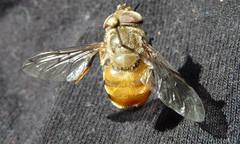 Copestylum haagii