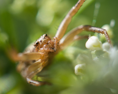 Thomisidae