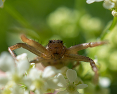 Thomisidae
