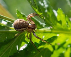 Thomisidae