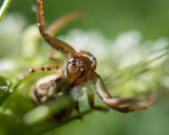 Thomisidae