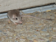Desert Pocket Mouse photo 2