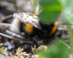 Bombus