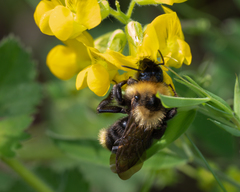 Bombus campestris