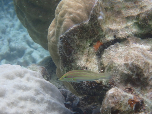 Halichoeres chloropterus observed 2024-07-04